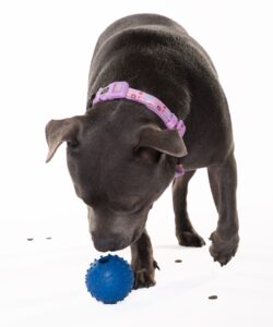 Positive Dog Training Inner West Sydney