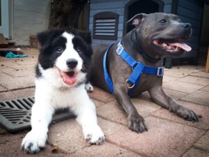 Leichhardt puppy preschool