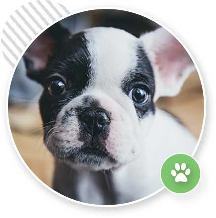 house dog training
