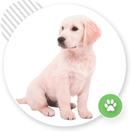 puppy preschool inner west