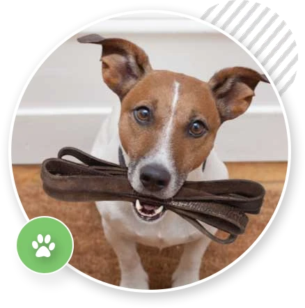 dog agility trainer