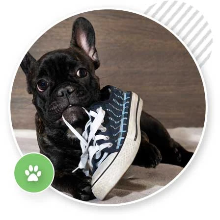 Dog training Eazy Dog Training Sydney
