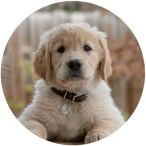 Dog training class location at Sydney