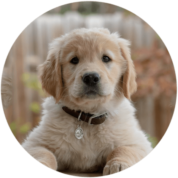 Dog training class location at Sydney