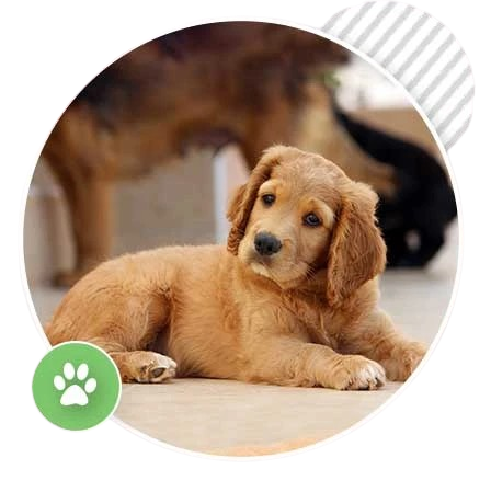 Private Home Training Package for 2 Puppies