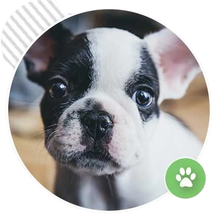 Puppy class training session