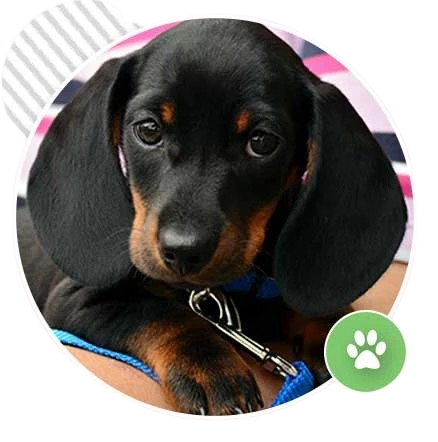 Black and tan Dachshund