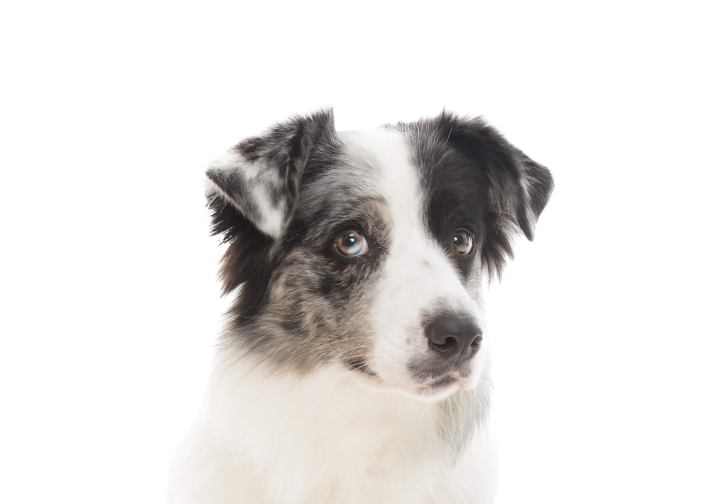 Dog training logo image
